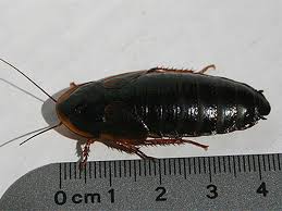 Полезная информация о больших черных тараканах