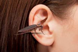 Что делать если постельный клоп или таракан залез в ваше ухо?