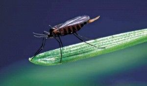 Гессенская муха: описание, вредоносность, методы борьбы, интересные факты