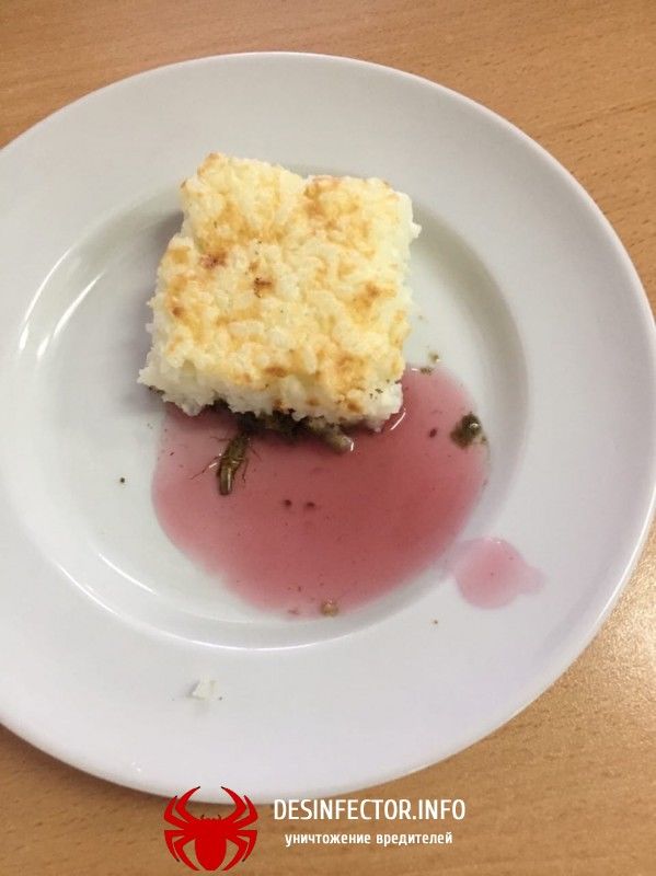 Тараканы на десерт. Как кормят детей в школе №15 в Сургуте.