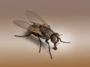 Комнатная муха. Развитие, размножение, вред, особенности домашних мух.