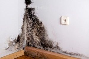 Как избавиться от грибка на стенах в квартире.