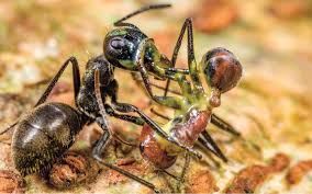 Взрывоопасные муравьи