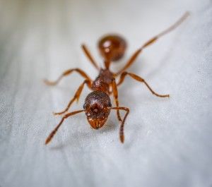 Как избавиться от рыжих муравьев в квартире или доме навсегда