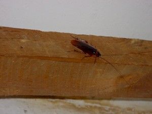 Гель от тараканов как одно из средств борьбы с насекомыми: состав, применение и эффективность.