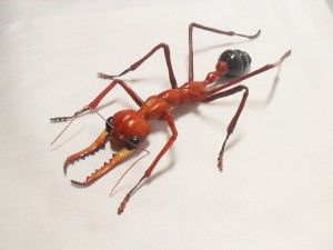 Описание муравьев-бульдогов