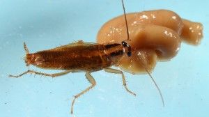 Тараканы вырабатывают иммунитет даже к "супер отраве".