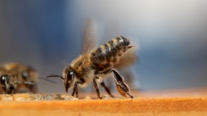 Укус пчелы. Первая помощь: натуральные средства.
