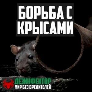 Уничтожение крыс в Череповце