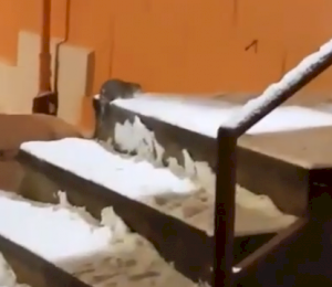В центре Мурманска крысы пугают детей(видео)