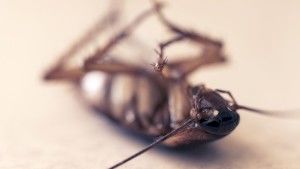 Как избавиться от тараканов народными средствами — эффективные способы борьбы.