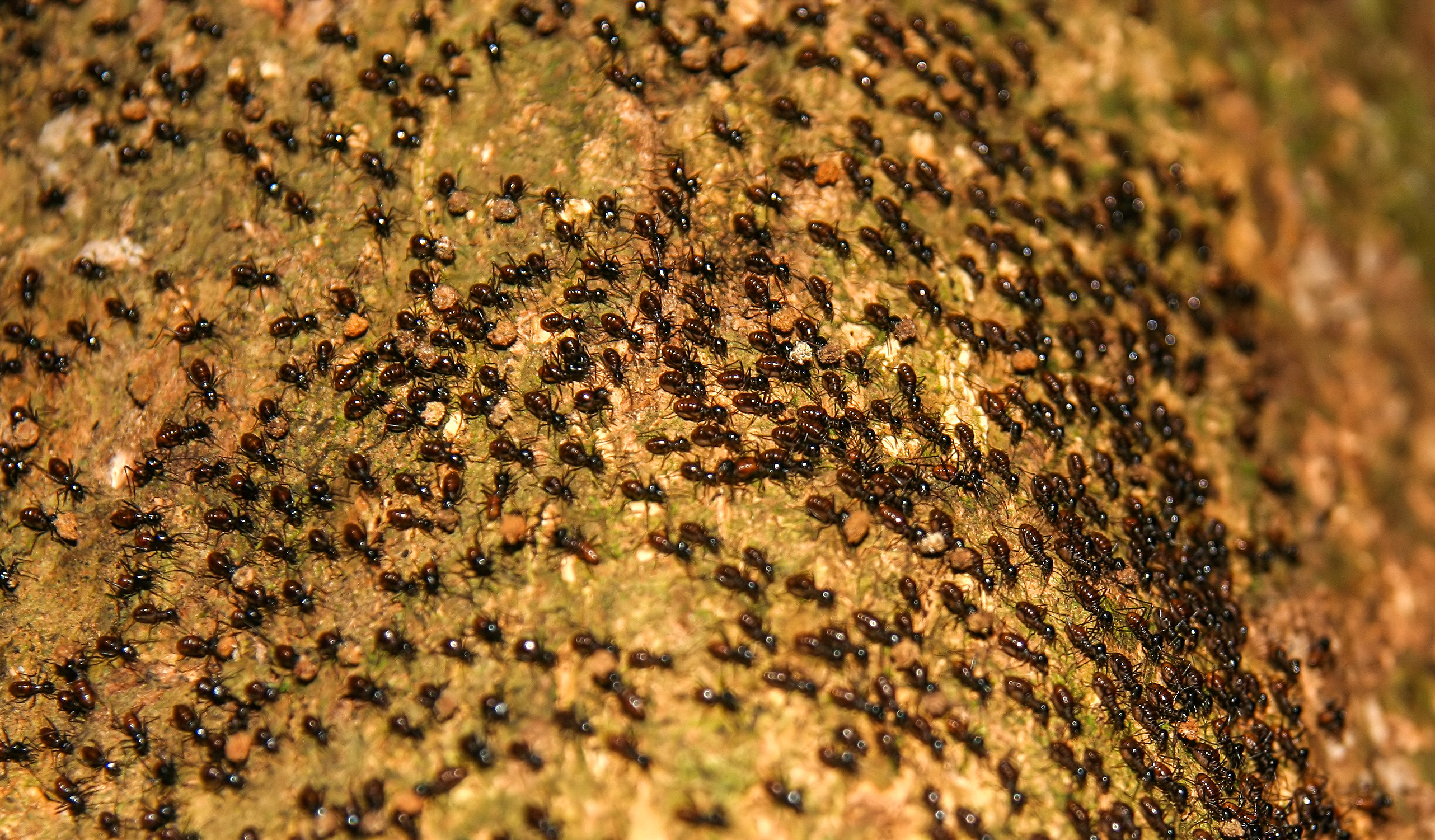 Миграция муравьев