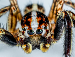 Почему мы так боимся пауков?