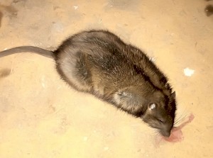 Как избавиться от крыс на даче?