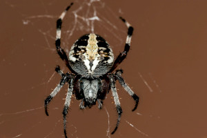Страх перед пауками. Арахнофобия. Что это?