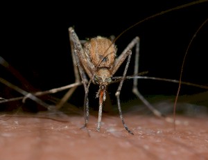 Как быстро избавиться от укуса комара. Народные методы убрать зуд.