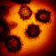 Фото коронавируса 2019-nCoV при помощи  просвечивающего электронного микроскопа. 0