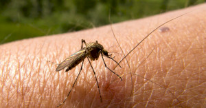 Малярия. Все, что нужно знать о малярии