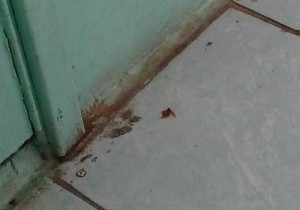 В городской клинической больнице скорой медицинской помощи №2 в г. Омск бегают тараканы.