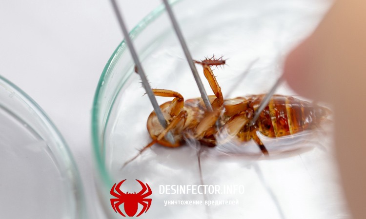 Тараканы помогут человечеству победить супербактерии.