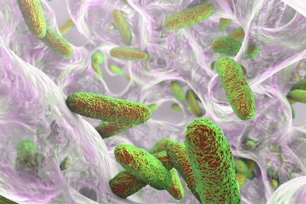 Klebsiella pneumoniae bacteria