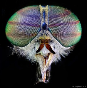 Головы мух по микроскопом (фото)