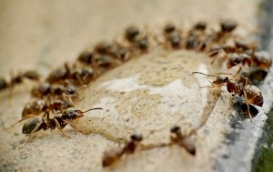 Как избавиться от черных муравьев в частном доме?