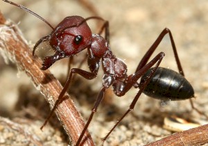Уничтожение муравьев в Вологде 2