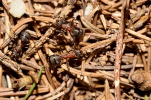 Уничтожение муравьев в Вологде 0