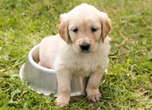 Блохи у щенка: как избавиться от паразитов, используем средства в зависимости от возраста питомца.