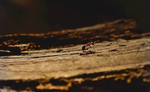 Самые эффективные способы и препараты избавиться от муравьев на участке в саду.