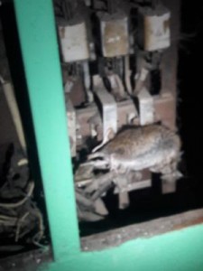 В Рязани в одном из домов на улице Забайкальской,  крыса привела к задымлению целого подъезда.