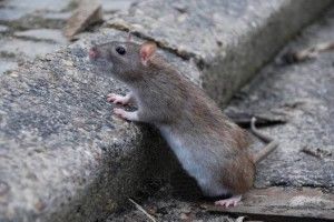 Крысы спокойно разгуливают по натяжным потолкам жителей Норильска
