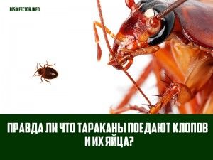 Правда ли что тараканы поедают клопов и их яйца?