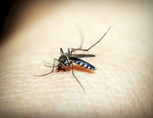 Комары: 10 народных способов борьбы