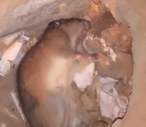 Как избавиться от запаха дохлой крысы?