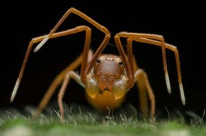 Муравьи на защите муравейника