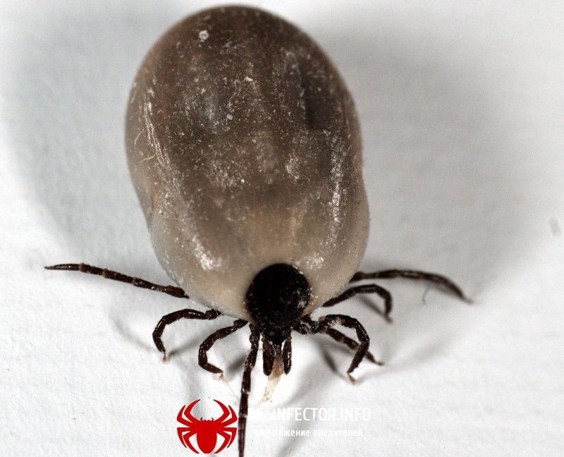 Ixodes ricinus фото