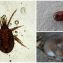 Крысиный клещ - интересные факты, способы уничтожения 2