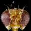 Головы мух по микроскопом (фото) 6