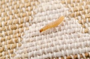 Как избавиться от моли в квартире или доме: виды насекомого вредителя, способы борьбы.
