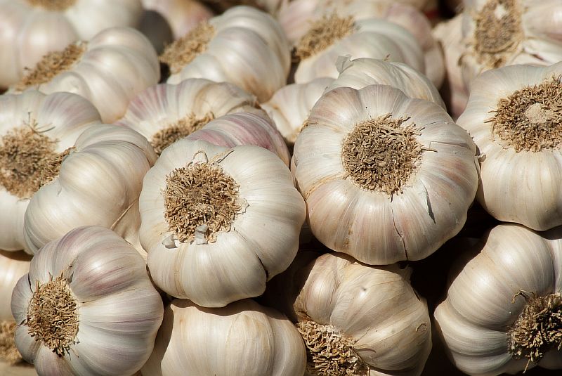 garlic-growing-guide.jpg