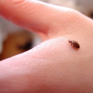 Определить кто кусается: клещи, клопы или блохи или неизвестных насекомых. Фото укусов.