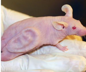 Органы для пересадки человеку, будут выращивать на крысах, мышах и свиньях.
