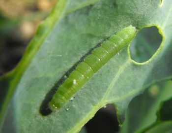 cabbage-moth-caterpillar.jpg