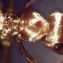 Самый быстрый муравей в мире - Сахарский серебряный муравей 1