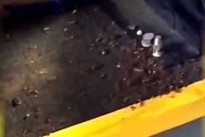 В салоне автобуса №497 Солнечногорск – Зеленоград обнаружили гнездо тараканов.(Видео)