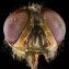 Головы мух по микроскопом (фото) 0