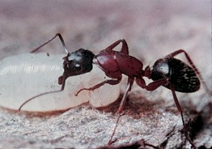 Уничтожение муравьев в Вологде 1