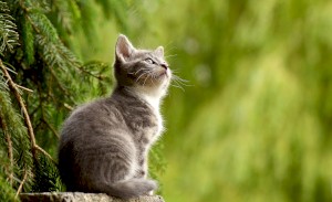 Ошейник от блох для кошек и котят: принцип действия и как выбрать.
